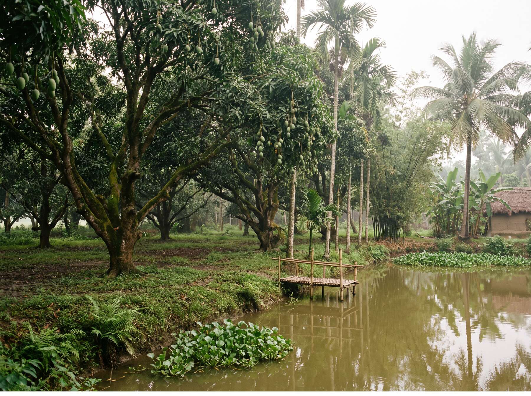 Malda mango farm