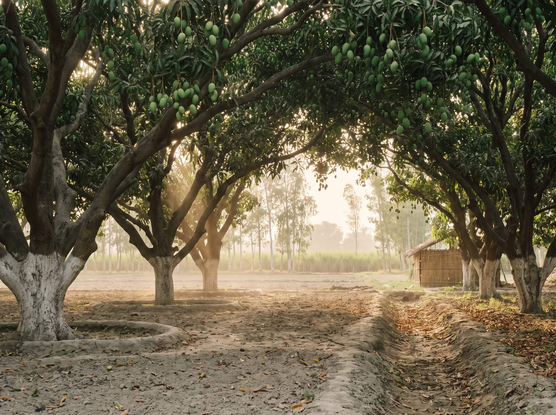Saharanpur mango farm